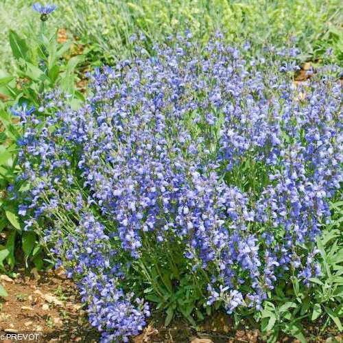 Salvia Officinalis - 20 graines